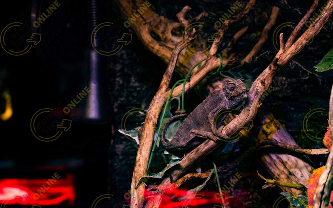 Image_9