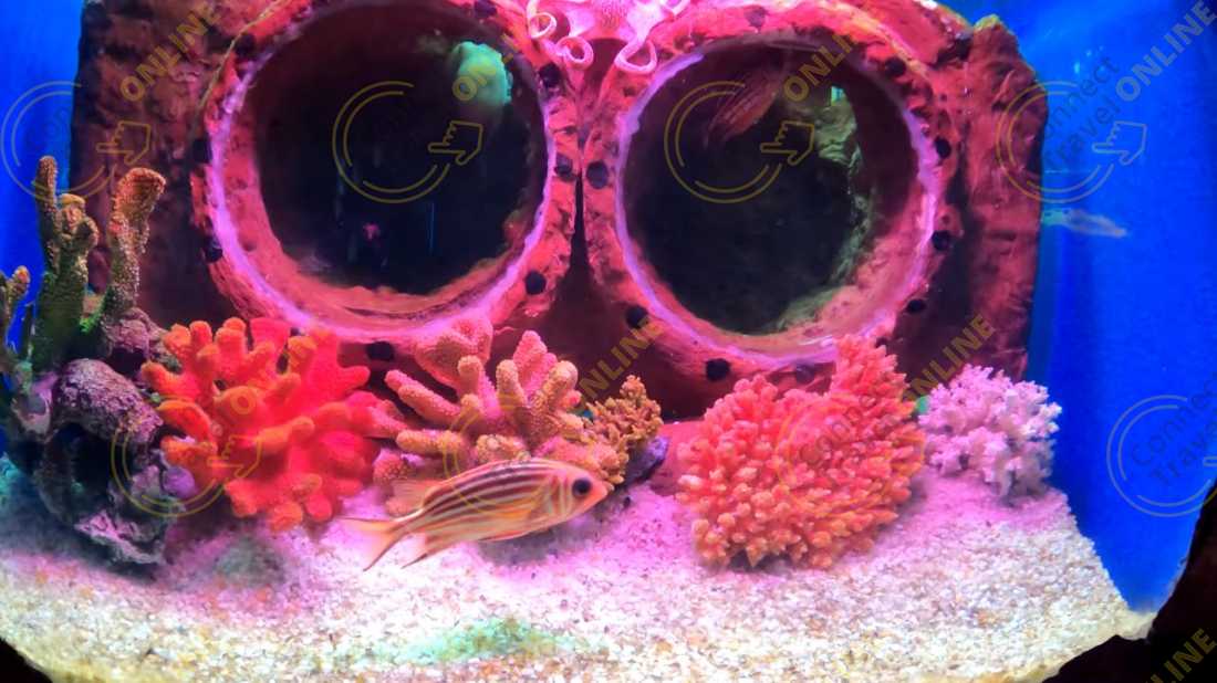 морские кораллы в одном из аквариумов