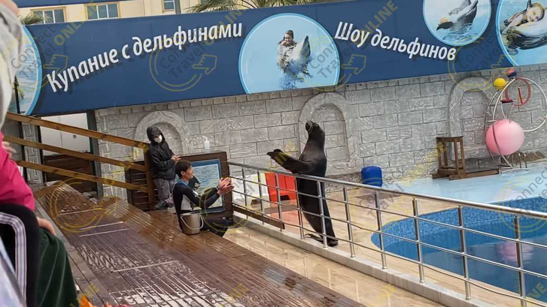 шоу Дельфинов из Анталии